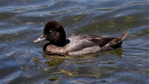 Tell greater scaups and lesser scaups apart by appearance, range, and more with these duck identification lesser scaup (3/18/14; Diving Ducks | San Diego Bird Spot