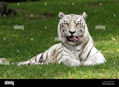 Ruhend Resting Tiger Tigers Cat Cats Carnivore Carnivores Mammal