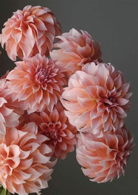 Peaches N Cream Dahlias Are The Most Beautiful Apricot Pink With
