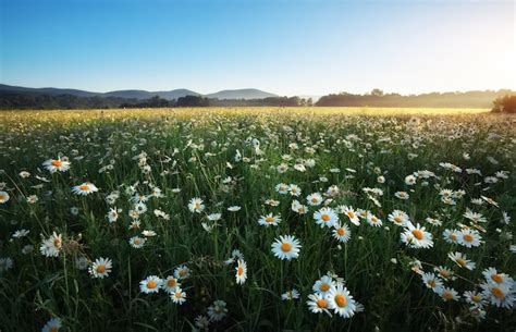 Premium Photo Daisies In The Field Near The Mountains Meadow With