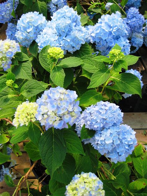 They root readily and the process makes for a great lesson in propagation. Long Island's Garden Girl ~: Happy Hydrangeas, Part 1: Pruning