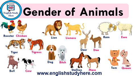 Domestic Animals Names In English English Study Here