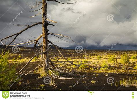 Lifeless Trees In The Dead Forest Stock Image Image Of Cloud