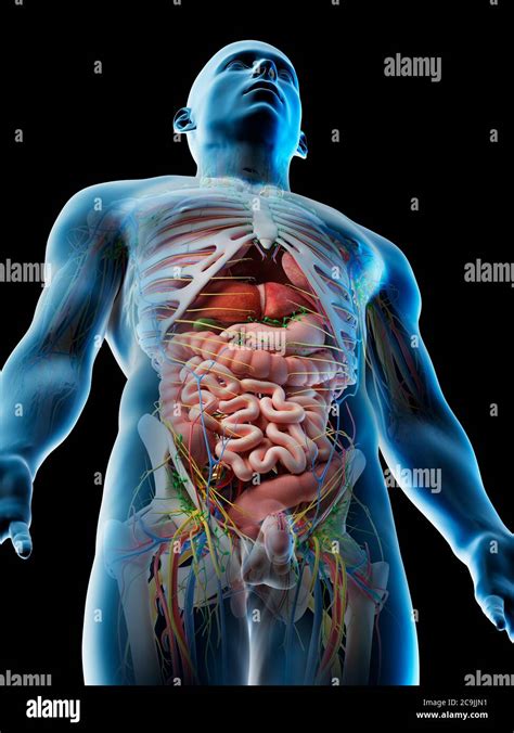 Male Upper Body Anatomy Computer Illustration Stock Photo Alamy