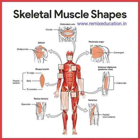 Skeletal Muscle Shapes Muscular System Muscular System Anatomy
