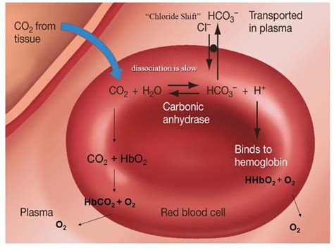 What Is Chloride Shift Write Its Significance During Respiration