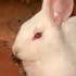 Photos of Home Remedies For Rabbit Ear Mites