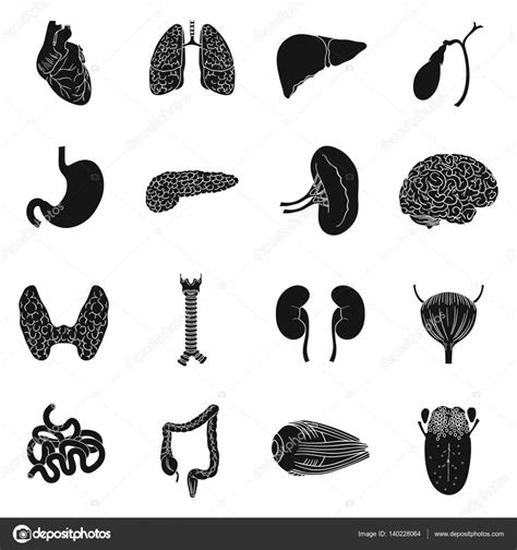 Human Organs Set Icons In Black Style Big Collection Of Human Organs