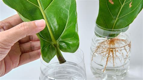 Fiddle Leaf Fig Propagation Get More Plants For Free Gardeningetc