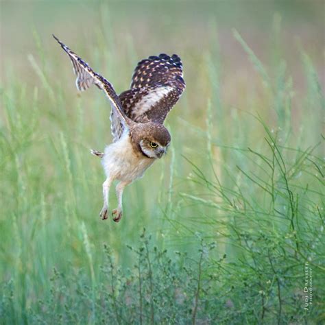 Flying Baby Burrowing Owl