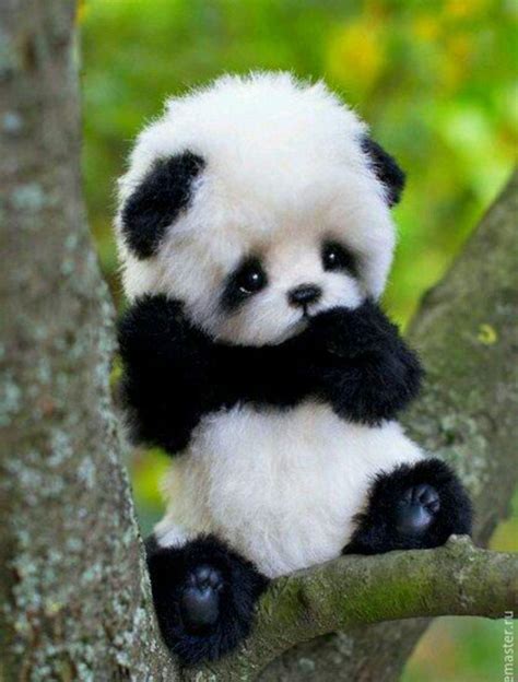 Look At This Really Cute Baby Bear Rmxrmods
