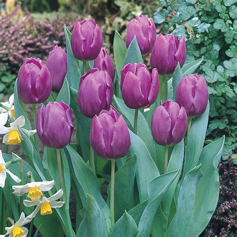 Buy Tulip Purple Prince At Uk