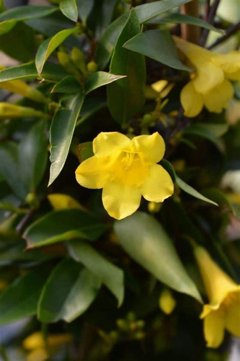 Carolina Jasmine Yellow Jessamine How To Grow And Care Florgeous