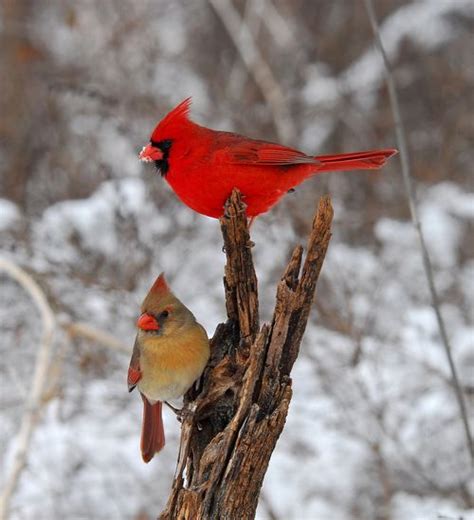 Northern Cardinals Both Male And Female Birds Of The Wild Pintere