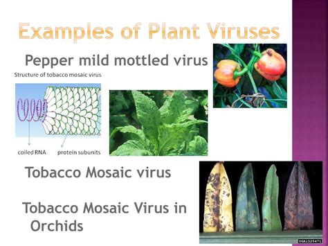 Management Of Plant Viruses Ppt