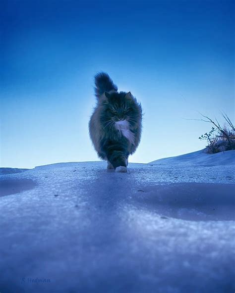 30 Pics Of Finnish Cats Living Their Best Winter Life Norwegian