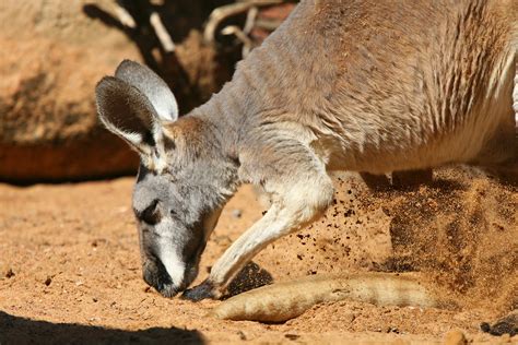 Zoo Animals -- Wildlife in photography-on-the.net forums