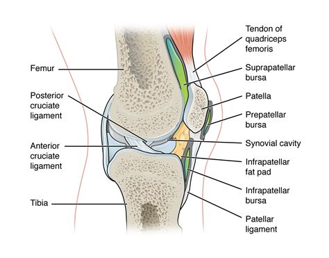 A fall on the point of the shoulder can rupture these ligaments with dislocation of the ac joint. Drag The Labels Onto The Diagram To Identify The ...