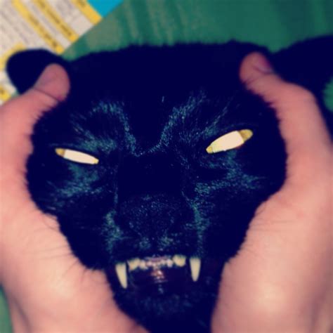 20 Scary Cats Shooting Their Owners The Most Evil Looks Of All Time