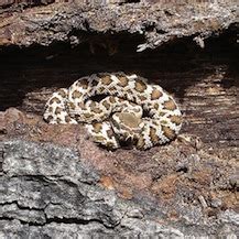 5 Things To Know About Rattlesnakes And Their Babies University Of