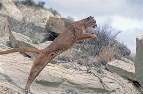 Evolution Of The Cougar North American Nature