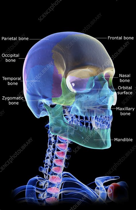 Any of the bones surrounding the mouth and nose and contributing to the eye sockets, including the upper jawbones, the zygomatic, nasal, lacrimal, and palatine bones, the inferior nasal concha and there are 29 bones in the human head. 'The bones of the head, neck and face' - Stock Image ...