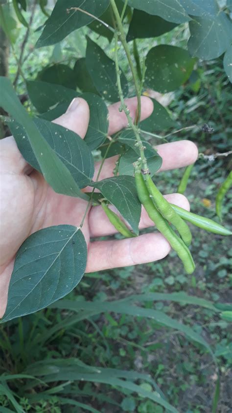 Are These Wild Green Beans Found In Western Kentucky Rforaging
