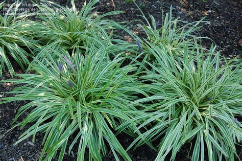 Plantfiles Pictures Variegated Lily Turf Lilyturf Monkey Grass