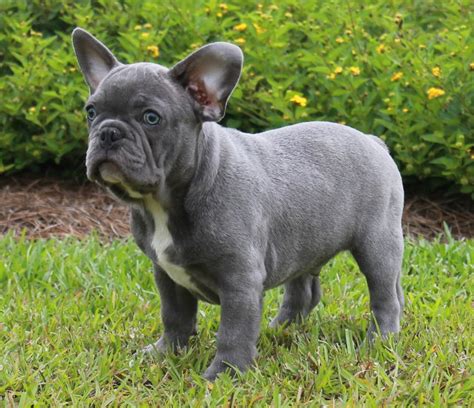 Her coat is simply stunning. Blue Brindle French Bulldog - Lindor French Bulldogs