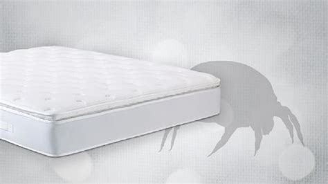 The talalay latex mattress is hypoallergenic and prevents allergies. How to get rid of dust mites in mattress? Incredible ...