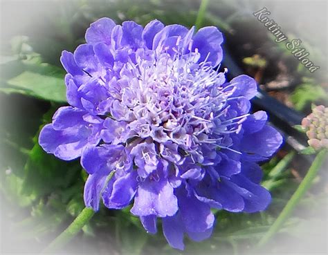 Scabiosa Japonica Var Alpina Ritz Blue Květiny Šíblová