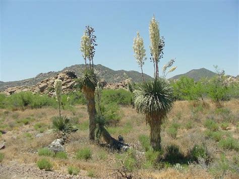 Soaptree Yucca Yucca Elata Also Called Palmilla Soapweed Whipple