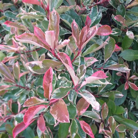 Haie De Photinias Pink Marble Cassini En Pot De 5 Litres Lot De 10