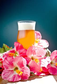 Hibiscus Mango Blonde Beer Recipe American Homebrewers Association