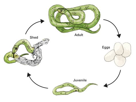 Snake Life Cycle Diagram