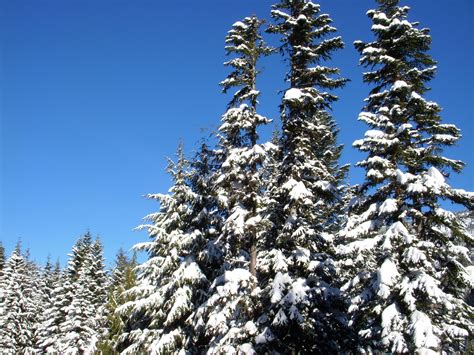Free Images Branch Mountain Snow Cold Winter Flower Evergreen