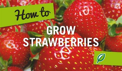 How To Grow Strawberries Palmers Garden Centre Growing Strawberries Palmers Garden Centre