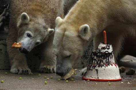 Adorable Animals Celebrating Their Birthday