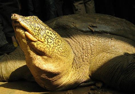 The Yangtze Giant Softshell Turtle The Largest Specimens Reached Over