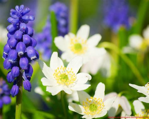 Orchids, tulips, dandelions, daisies, violets, roses are the flowers for every taste. Spring Flowers Screensavers Wallpaper - WallpaperSafari
