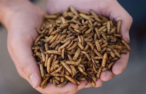 Symton® is the largest producer of live black soldier fly larvae for the pet food industry. Malaysian firms eye black soldier fly pet food protein ...