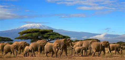 United republic of tanzania ˌtænzəˈniːə или tænˈzeɪniə. Танзания | Полярная Звезда - Сибирь