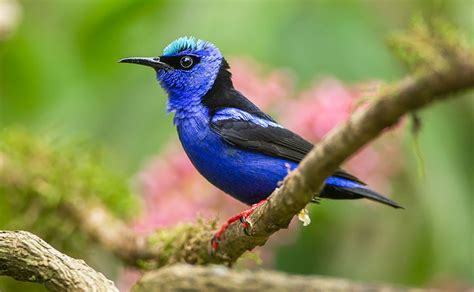 Natural Wonders Of Oaxaca Mexico Birds Wildlife And Plants