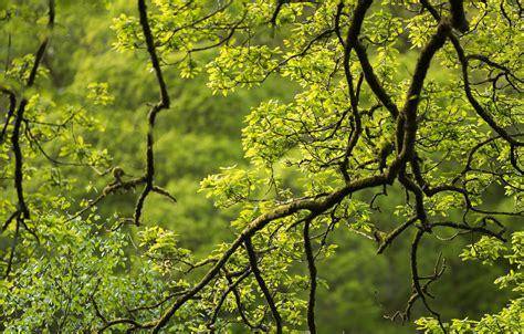 Wallpaper Greens Branches Tree Images For Desktop Section природа
