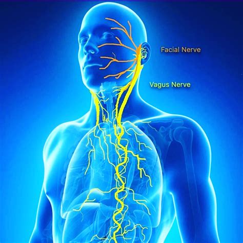 Reset Your Vagus Nerve In Minutes An T M