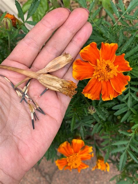 How to Grow Marigold from Seed | The Gourmantic Garden