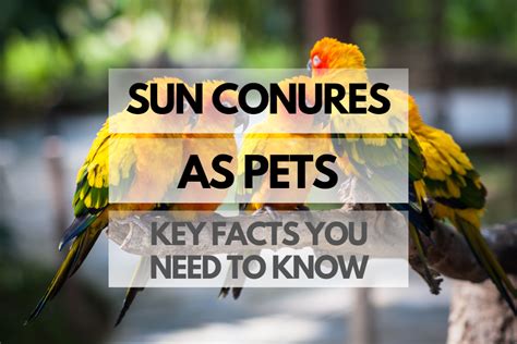 Sun Conures As Pets What You Need To Know Birds As Pets