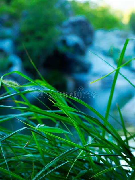 Green And Blue Nature Background Photo Stock Photo Image Of View