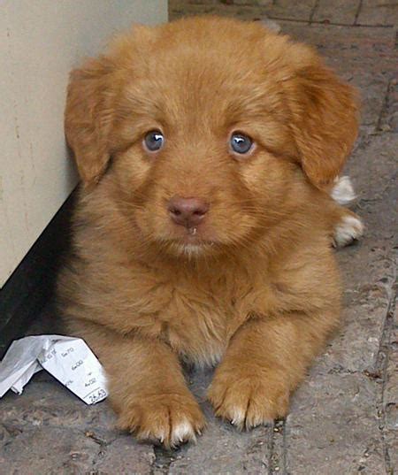 This breed enjoys traveling and isn't spooked by new places or situations. Loulou the Nova Scotia Duck Tolling Retriever | Puppies ...