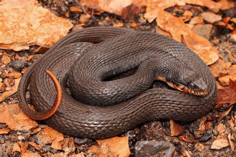 Water Snakes In Ohio 7 Species With Pictures Wildlife Informer